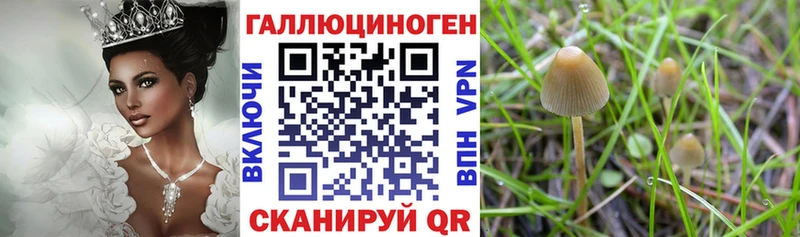 Купить где Пошехонье Псилоцибиновые грибы Psilocybe
